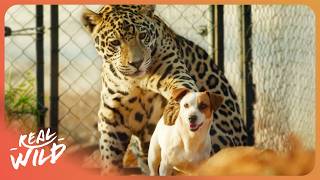 Inside the World’s Most Unusual Animal Relationships | The World's Oddest Animal Couples