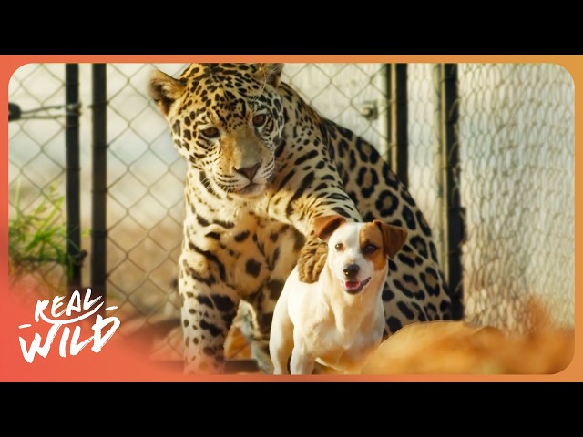 Inside the World’s Most Unusual Animal Relationships | The World's Oddest Animal Couples