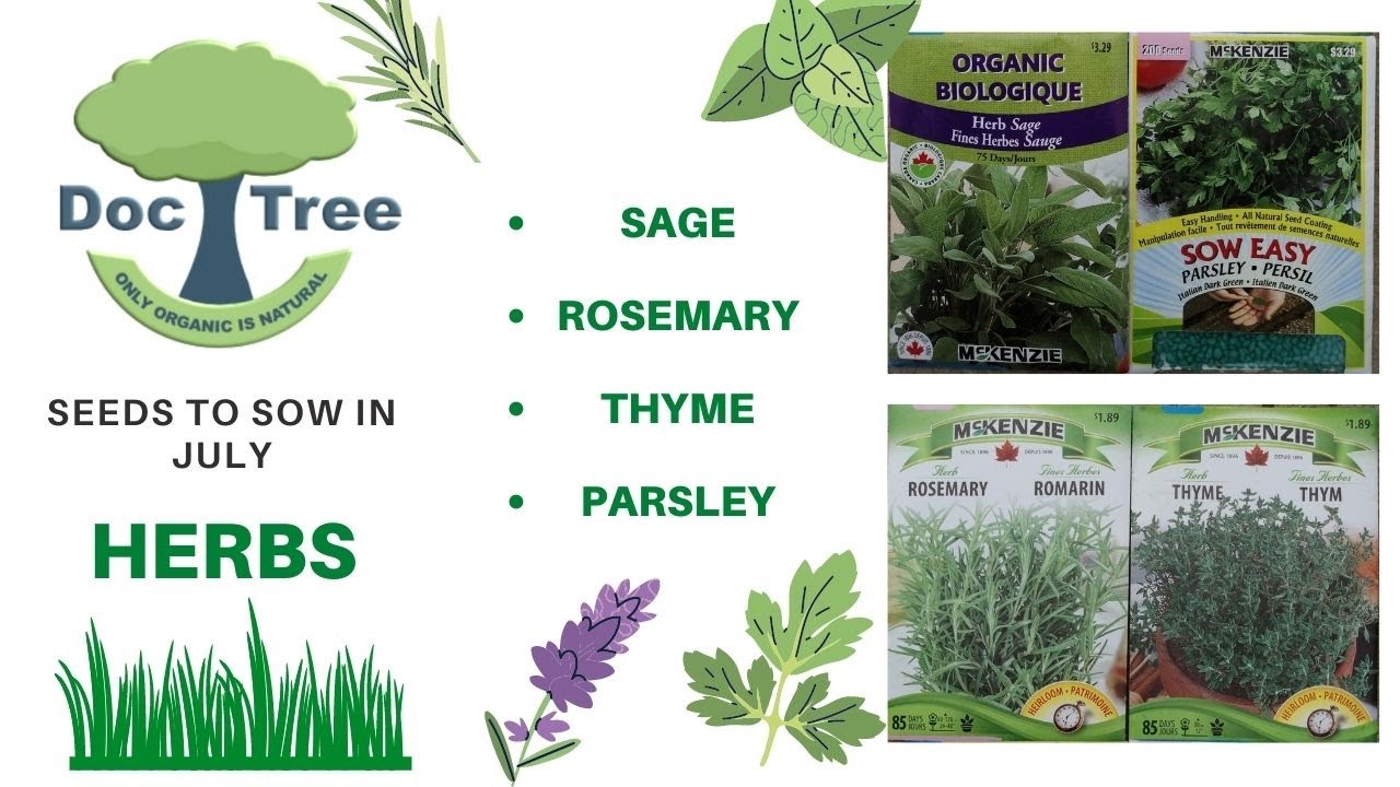 Parsley Sage Rosemary Thyme Herbs Seeds to Sow in July YouTube