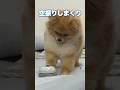 足が短いポメラニアン🤣🤣🤣