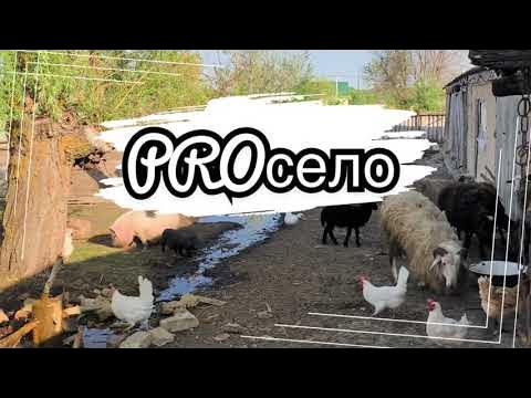 ФЕРМА С НУЛЯ!!! ОБЗОР МОЛОДОЙ ФЕРМЫ!!! PROсело - YouTube