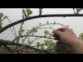 Kiwi planting