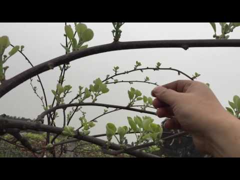 Video: Plantning Af Actinidia