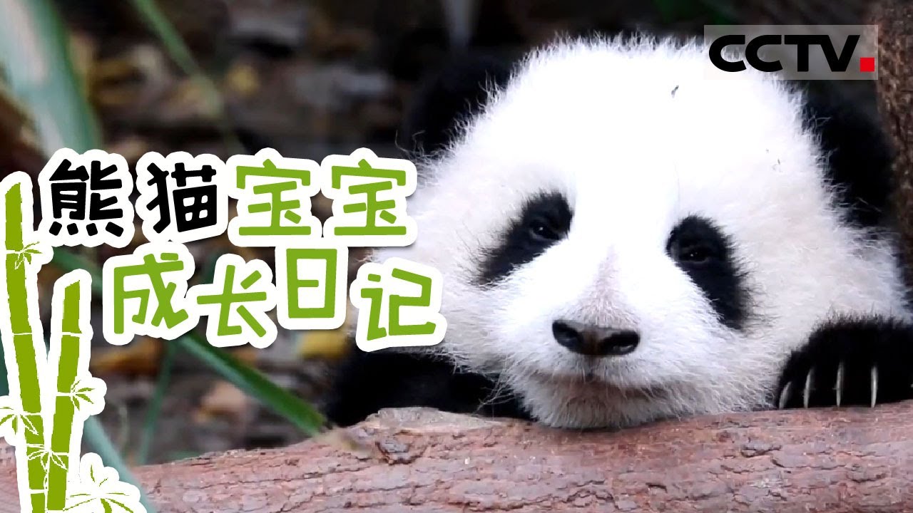 如何照顾一只熊猫宝宝？欢迎收看“熊猫宝宝的成长日记” 圆滚滚萌翻全场【CCTV纪录】