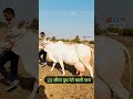 Pure Tharparkar नस्ल की अद्भुत गाय, देती है 22 लीटर दूध। #shorts #shortsvideo #tharparkarcow #dairy