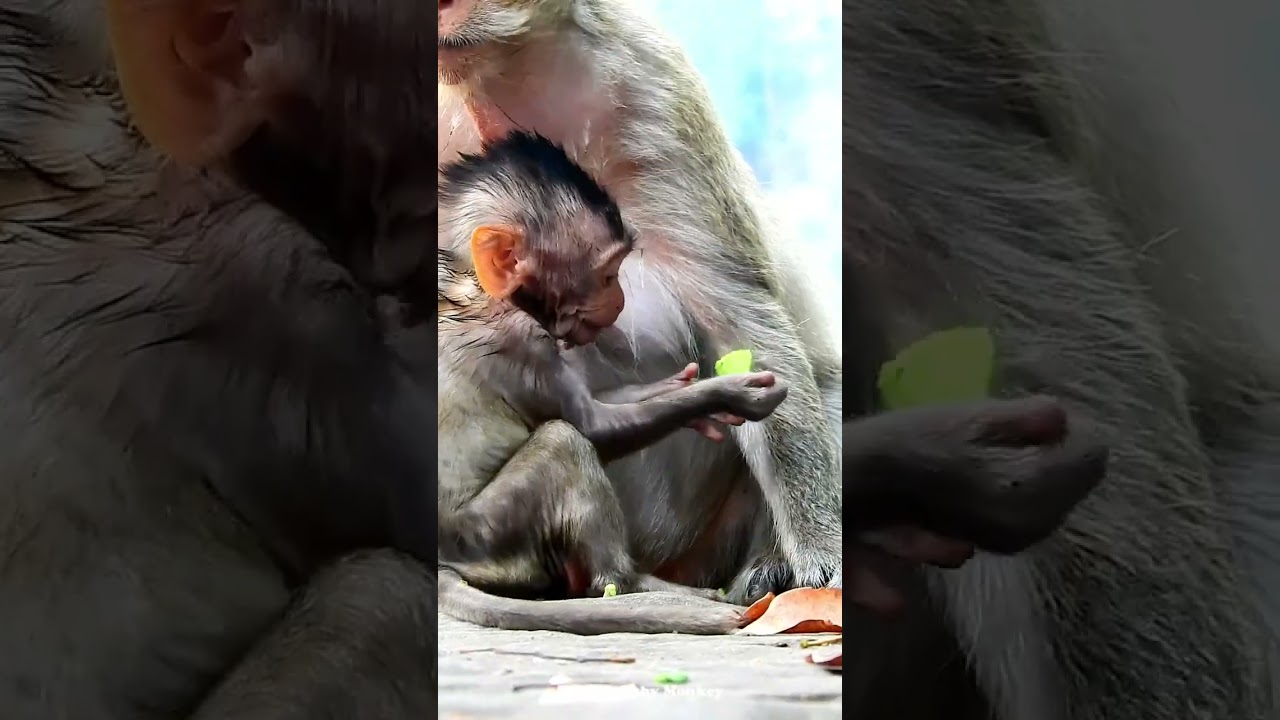 Very Sweet Monkeys, Mom and Little Baby Boy Eating Very Enjoy