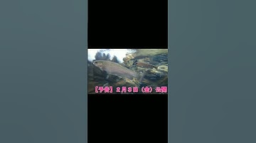 【次回予告】淡水の水族館へ行ってみた🐟