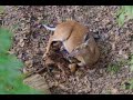 White-tailed deer giving birth to twin fawns.