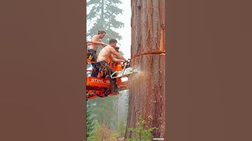How We Cut This Massive Tree—Unbelievable! #chainsaw#woodworking#treecutting