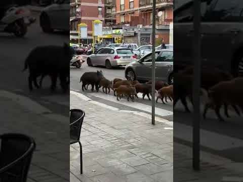 Un branco di cinghiali a "spasso" in mezzo al traffico di Roma