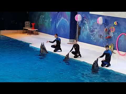 Dubai dolphinarium 3