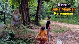 COBA CARA INI_Semua Monyet dan Kera pasti Jinak nurut dengan Manusia seperti Kera Kampung terkenal.