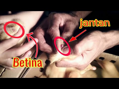 Cara membedakan itik Betina dan jantan [sexing DOD]