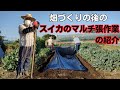 スイカ定植前のマルチ張作業の紹介【ブラックボンバー】【マルチの張り方】【スイカの畑の準備】2023年4月27日