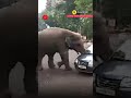Watch elephant pushes hatchback car in assams guwahati