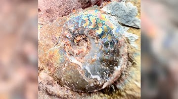 Blue Ammonite! Opening Stones in Search of Crystal Fossils! 