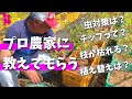 【ブルーベリー】プロに本に載ってないリアルな質問をぶつけてきた