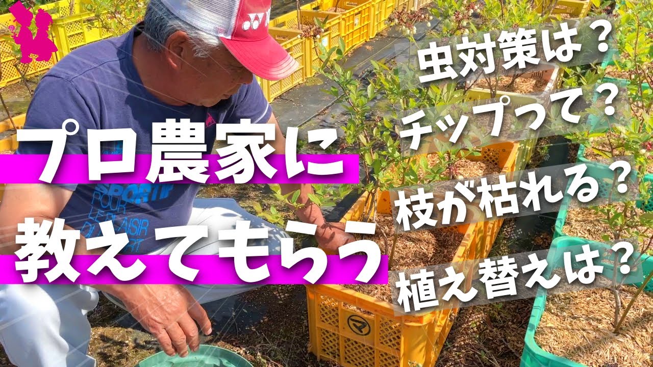 【ブルーベリー】プロに本に載ってないリアルな質問をぶつけてきた
