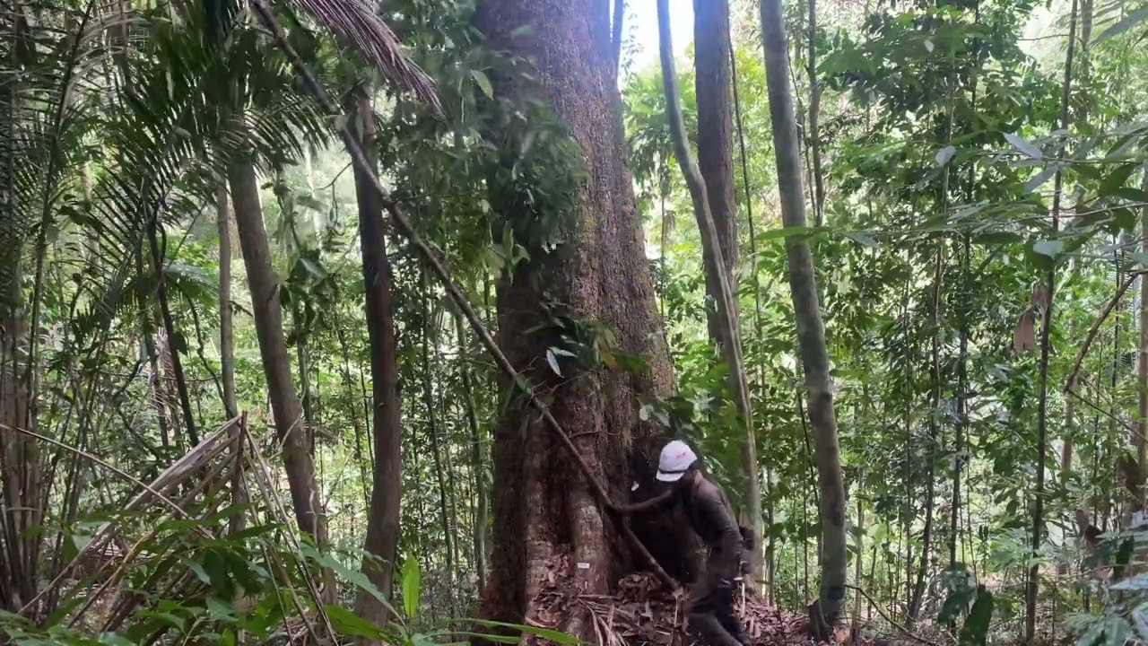 TEBANG POKOK BESAR DAN BERLUBANG‼️