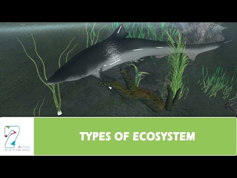 Video: Ce tip de ecosisteme apar în zonele cu precipitații mari și scăzute?