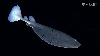 Delight in 6 serene minutes with graceful deep-sea skates and rays