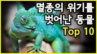 모든 게 끝난 줄 알았다! 멸종위기에서 살아남은 동물 Top 10