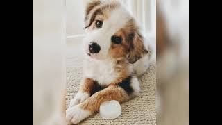 Cute dog 🐕 photos Adorable dog pictures ❤️|| Dog Wallpaper screenshot 2