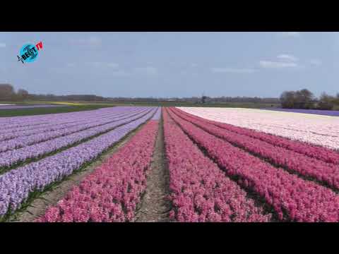Bloembollenvelden in en rond Heiloo in bloei (26 april 2021)