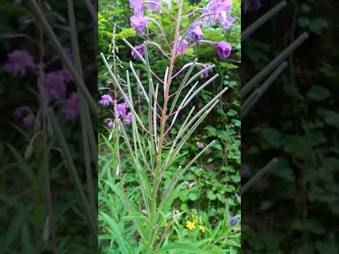 Video: Dar Yapraklı Fireweed - Koporye çayı Için Hammadde