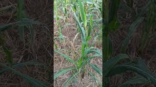 Bundel tidak Keluar Bunga Saat Ini Meresahkan Petani Jagung agrikultur pertanian jagung