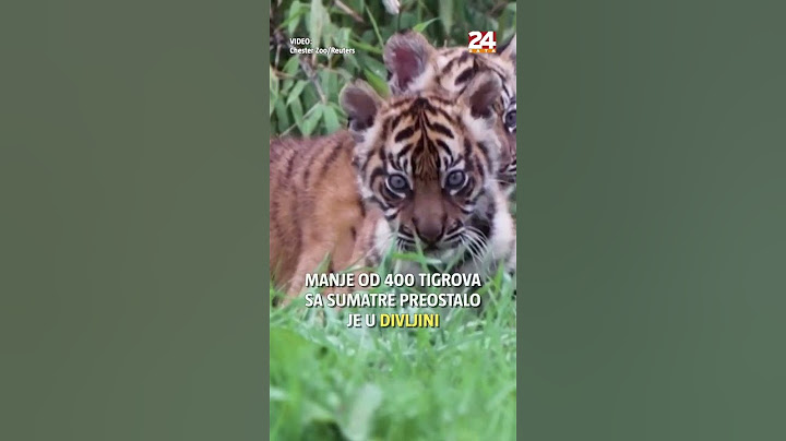Rijetke blizanke: Bebe tigrice po prvi put izašle iz svog brloga u zoološkom