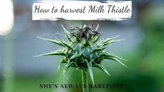 How to harvest Milk Thistle