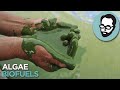 Is Algae The Fuel Of The Future? | Answers With Joe