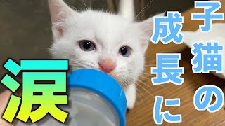 The journey to weaning a cute kitten cannot be told without tears! by 捨て猫姉弟ハナとユキ 26,227 views 1 year ago 10 minutes, 19 seconds