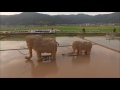 「セレナと旅写真」JR「伊予灘物語」&宇和  田圃のマンモス空撮