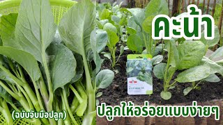 วิธีปลูกคะน้าพันธุ์บางบัวทอง 35 (ศรแดง) ตั้งแต่เริ่มเพาะเมล็ด | ผักปลอดสารพิษบ้านน้องปลายฝน