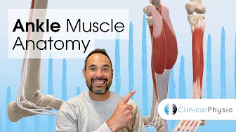 Ankle Muscle Anatomy | Expert Physio Guide