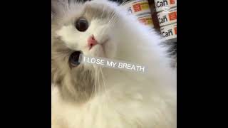 hey pans pans look there are cute cats but it was so hard to edit it