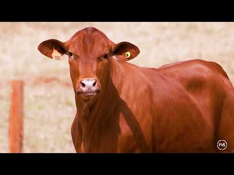LOTE 84 - GRAMA 7222