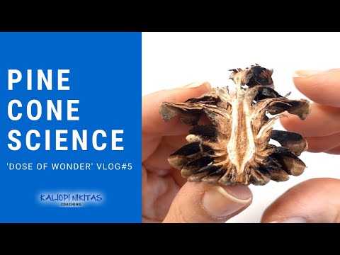 Video: Honey From Pine Cones And Shoots