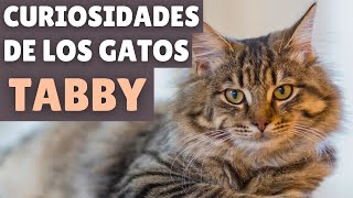 6 CURIOSIDADES de los gatos ATIGRADOS (Tabby)