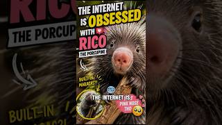 Rico the Porcupine #trending #facts #animalintelligence #animals #animallife #funny #cute #porcupine