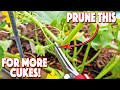 Pruning Cucumbers Plants And Trellising Them! Increase Production!