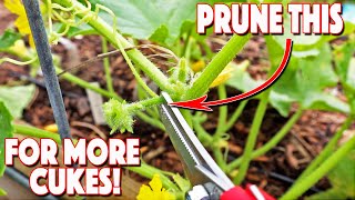 Pruning Cucumbers Plants And Trellising Them! Increase Production!