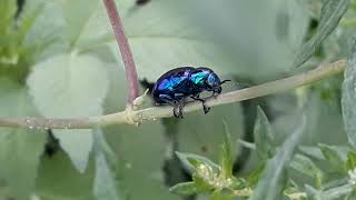 광채나는 에메랄드빛 풍뎅이&amp;자연소리 다큐멘터리 Glowy emerald beetle &amp; nature sound documentary