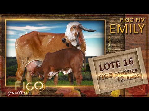 LOTE 16 - FIGO FIV EMILY - HCFG 771