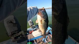 Clearlake Giant😅#fishing #shorts #bass