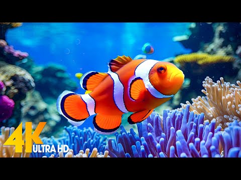 Aquarium 4K VIDEO (ULTRA HD) 🐠 Beautiful Coral Reef Fish - Relaxing Sleep Meditation Music #30