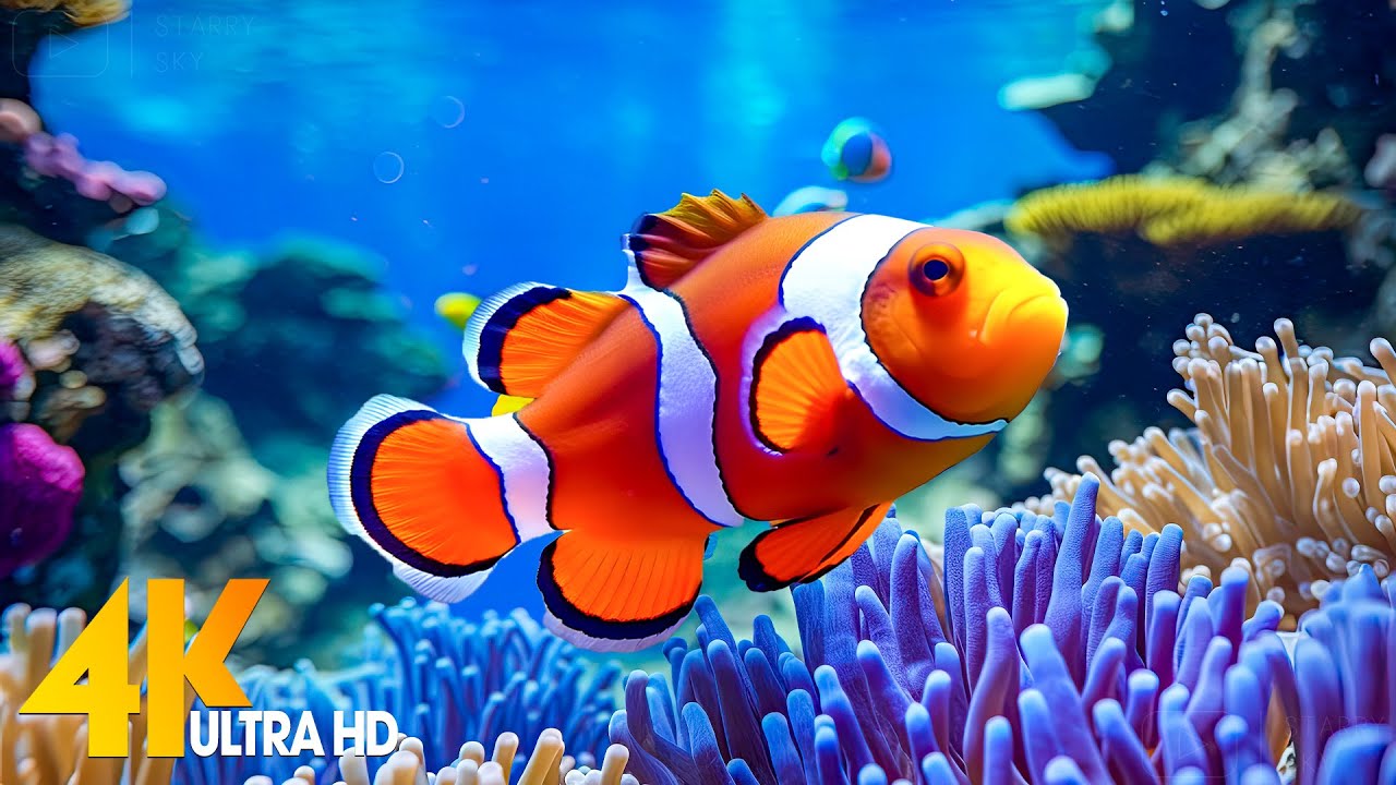 Aquarium 4K VIDEO (ULTRA HD) 🐠 Beautiful Coral Reef Fish - Relaxing Sleep Meditation Music #30