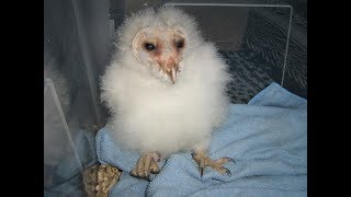 How to raise a baby owl (aka owlet) tip #1